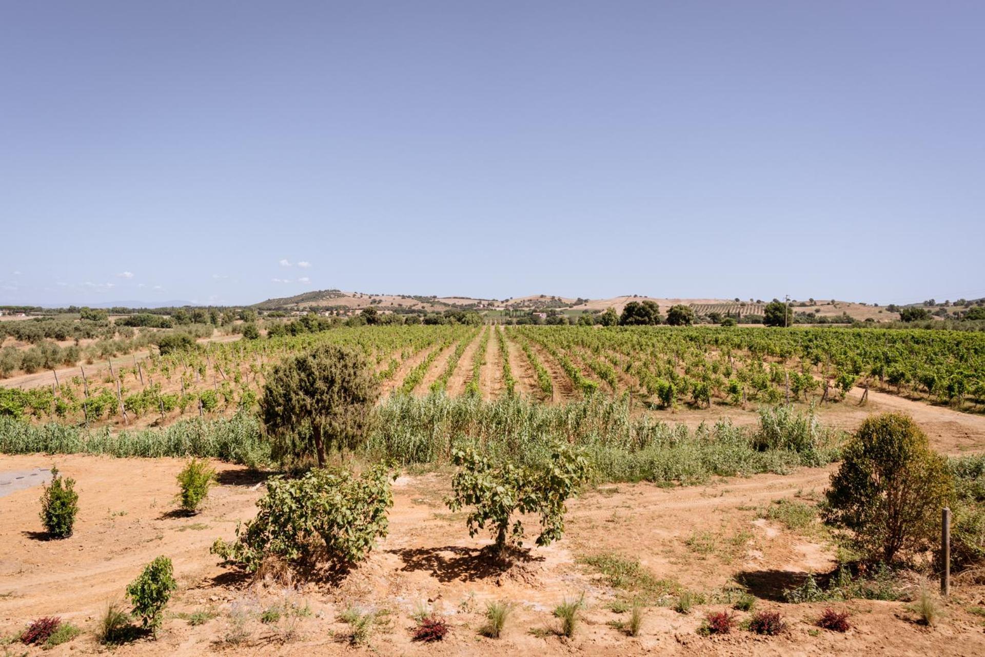 Agriturismo Bio Podere 109 - Wine&Food Alberese Ngoại thất bức ảnh