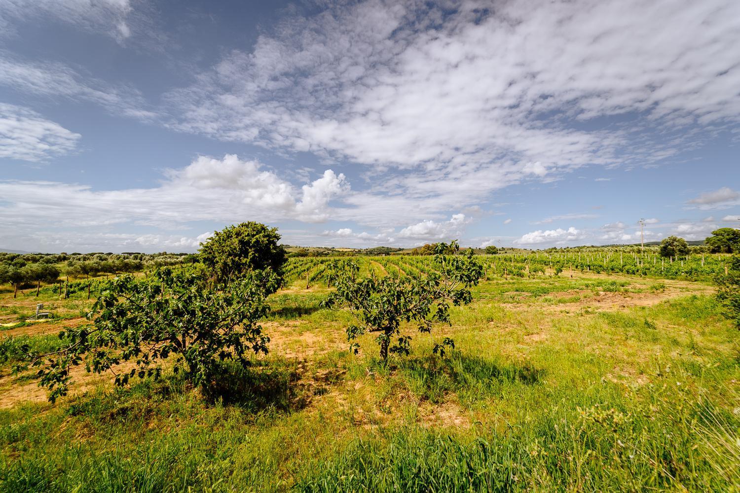 Agriturismo Bio Podere 109 - Wine&Food Alberese Ngoại thất bức ảnh